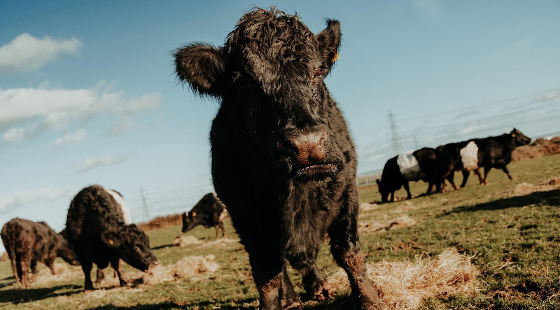 Hafren Rare Breeds 
